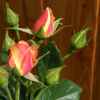 DSCN1195