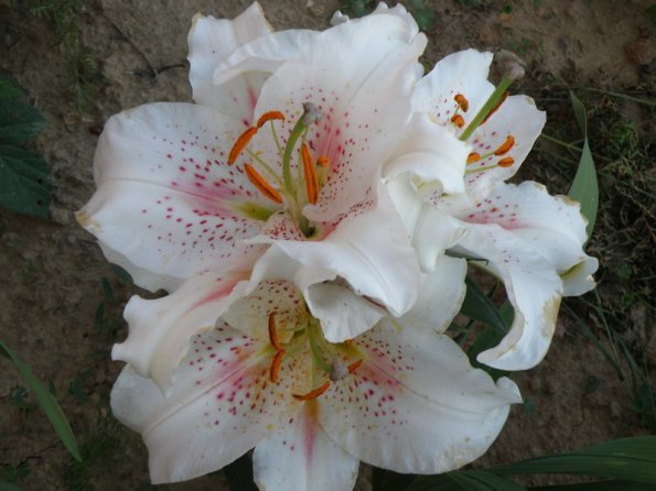 OLYMPUS DIGITAL CAMERA